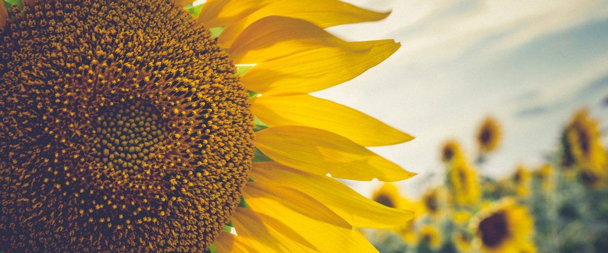 Napkövető napelem és perovszkit technológia